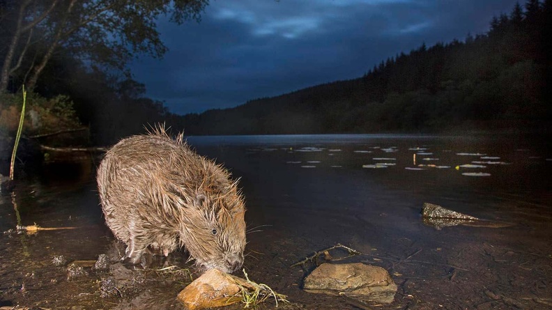 Beaver - Peter Cairns